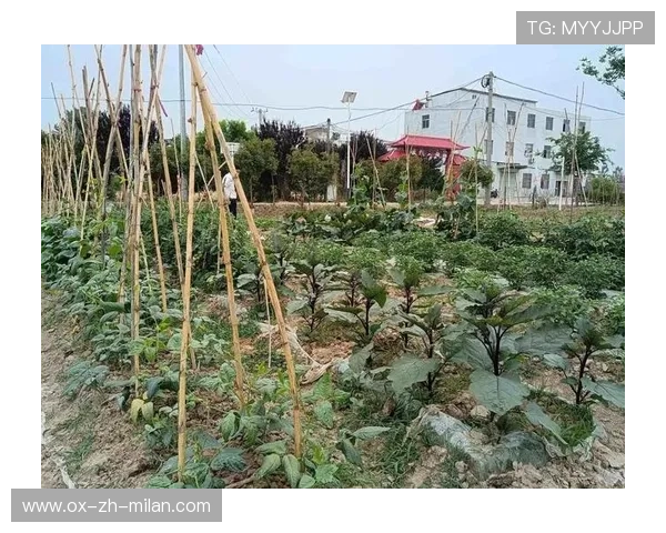 _菜园运动会:乡村振兴中的健康娱乐_,乡村振兴小菜园 _菜园运动会:乡村振兴中的健康娱乐_,乡村振兴小菜园