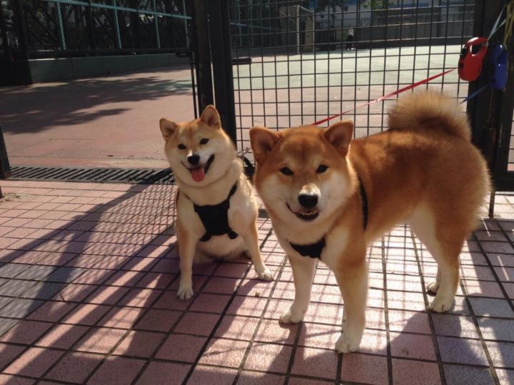 MILANSPORT下载-全民健身宣传融入社区志愿服务机制，全民健身志愿服务系列活动