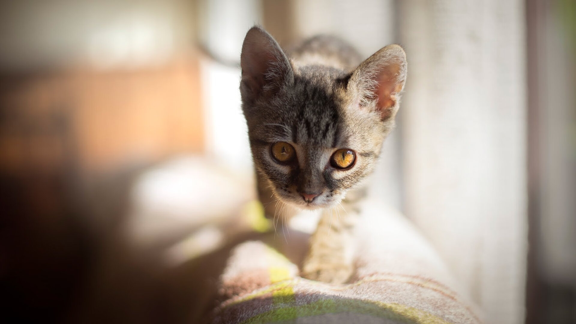 米兰体育官网-76人投篮教练现场调整球员手型改善出手质量，76人队战术