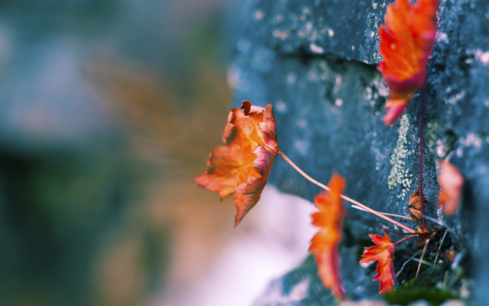 Milan Sports-“尼古拉斯·桑特基的进攻核心作用，帮助阿根廷美洲狮队站上世界舞台”