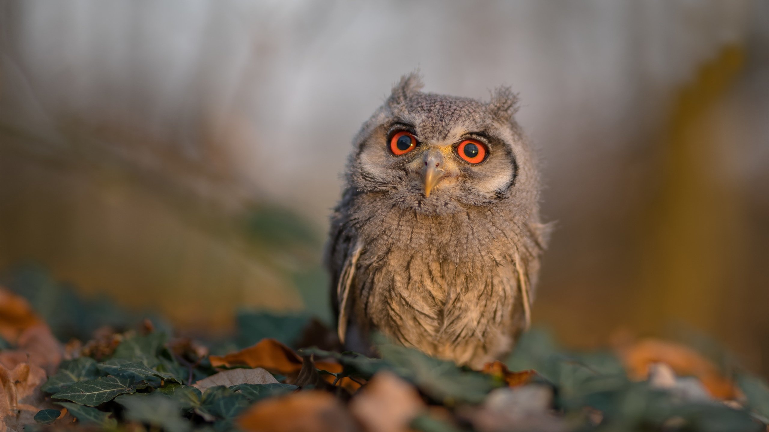 Milan Sports-万乐天女子50米仰泳决赛表现令人期待