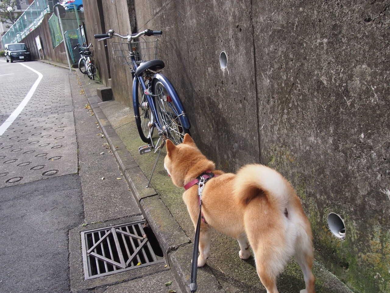 MILANSPORT入口-中超多支球队更换主帅体现管理层改革决心，中超几次换人