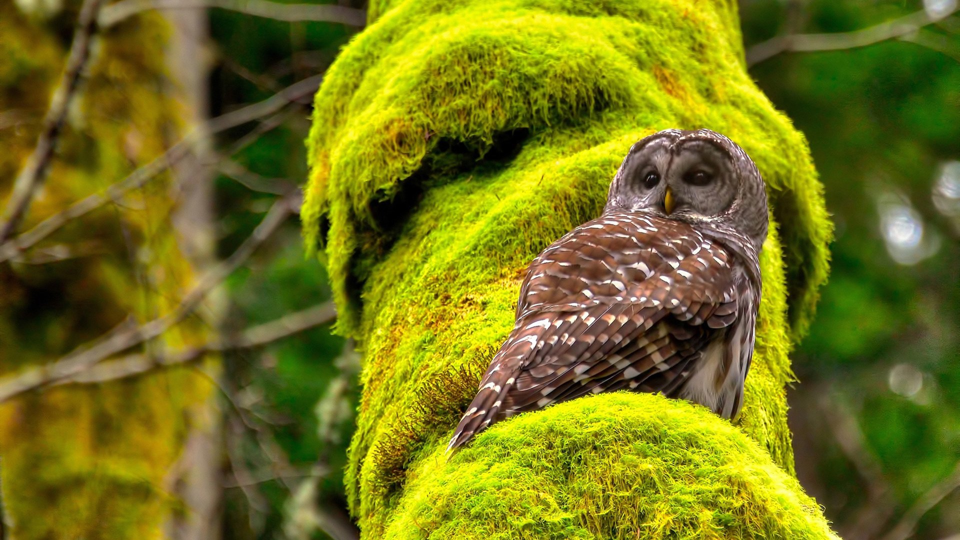 米兰体育官网-塞维利亚保持强劲势头，欧洲赛场拼搏奋进