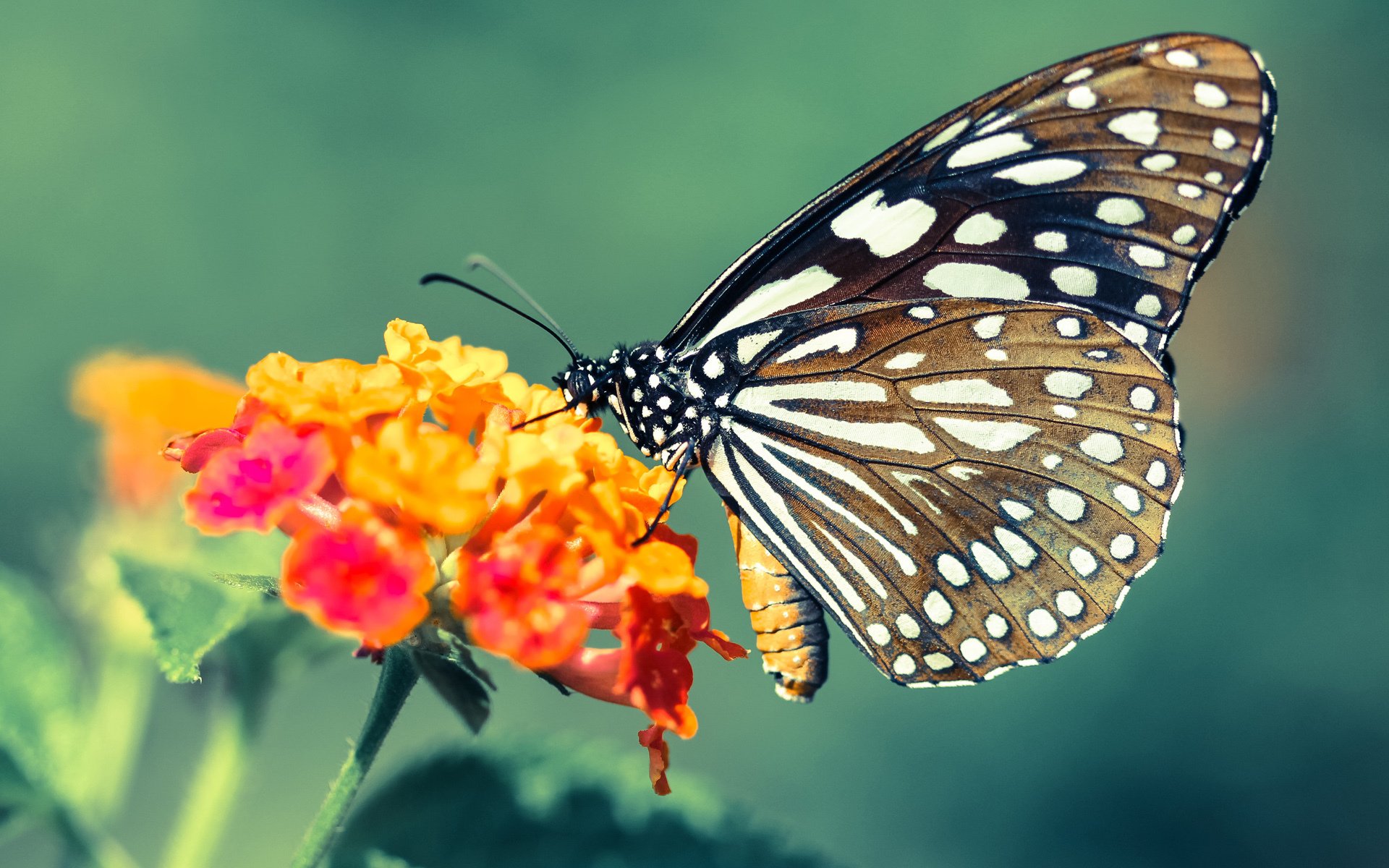 米兰体育APP-斯洛伐克男篮在欧洲大赛中拼搏到底，追梦奥运未来在望，斯洛伐克队欧洲杯大名单