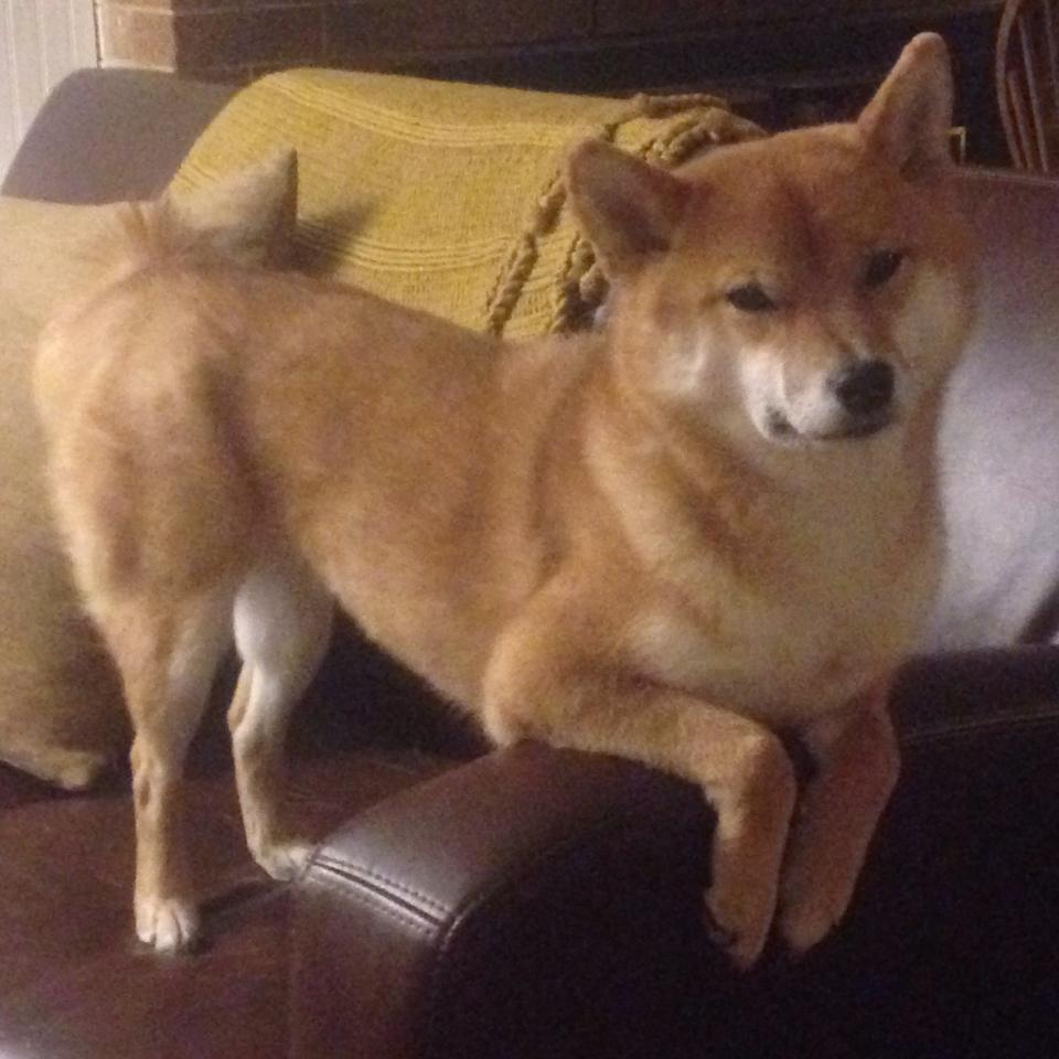 MILANSPORT下载-曼联遭遇冷门止步八强欧冠淘汰赛，曼联欧冠惨遭绝杀