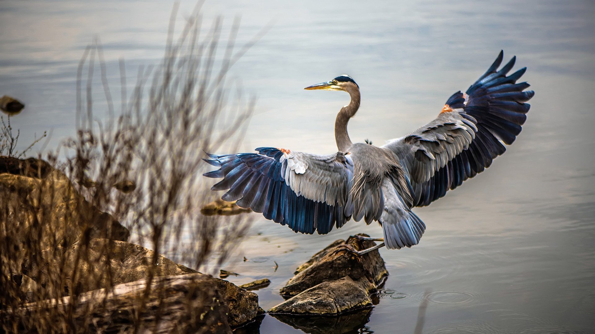 MILANSPORT入口-橄榄球重返伦敦学校体育课，伦敦橄榄球俱乐部