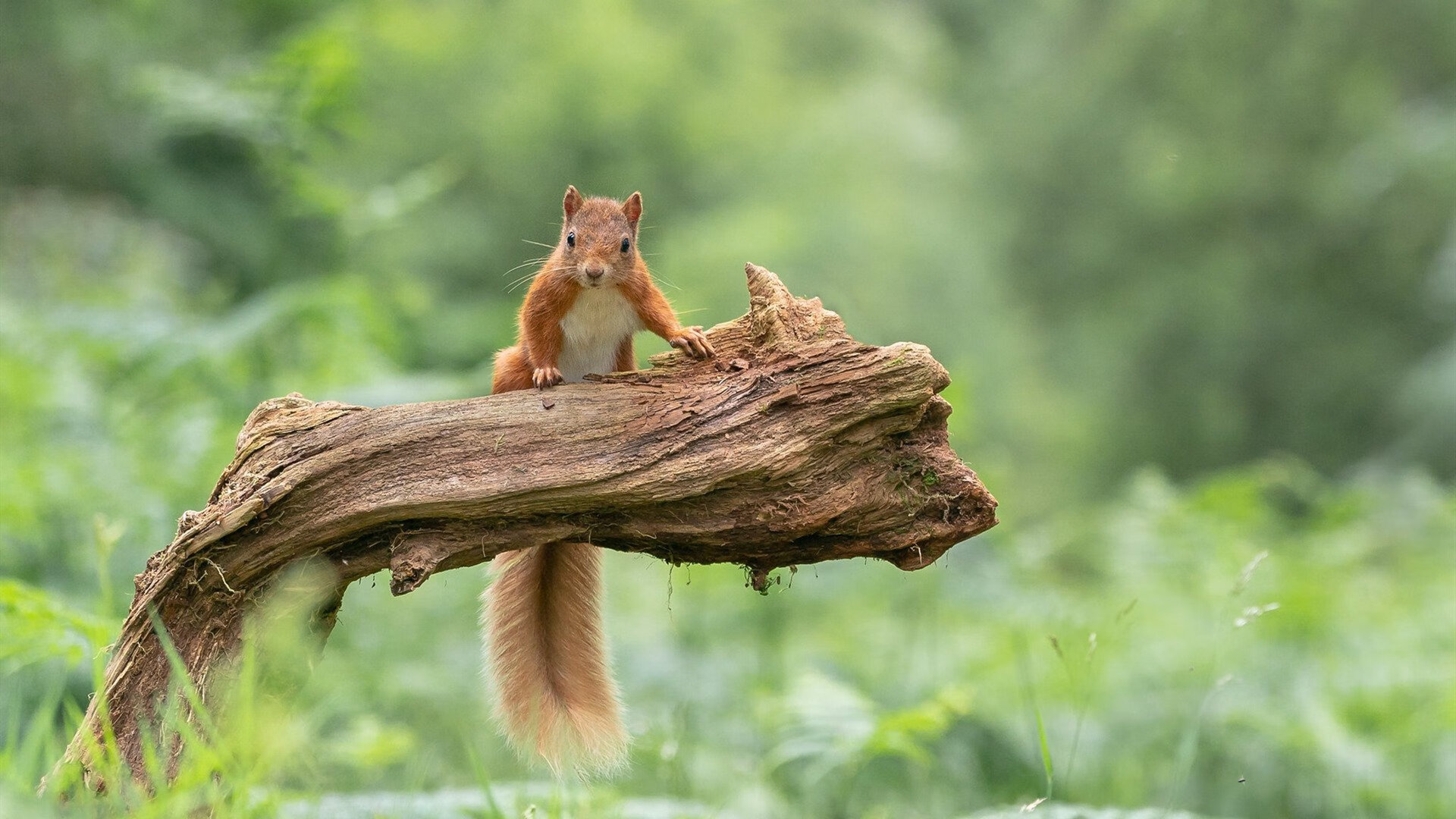 -法甲球队的跨界合作案例，法甲球队的跨界合作案例分析