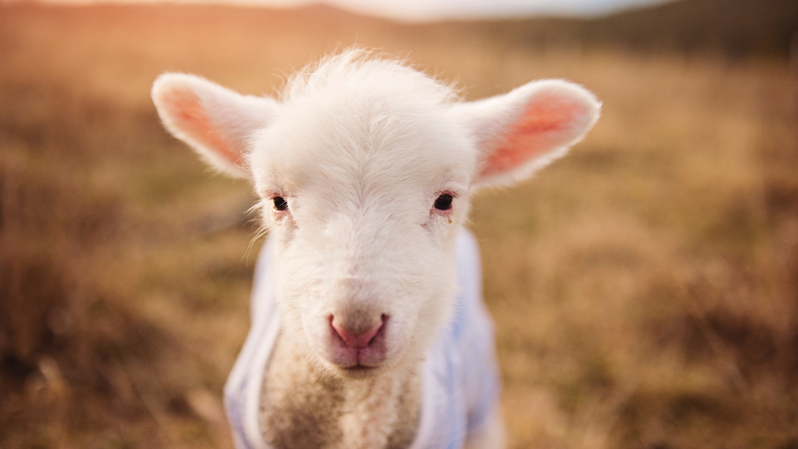 米兰登录入口-澳大利亚男队转型期仍需时间磨合，澳大利亚男篮队