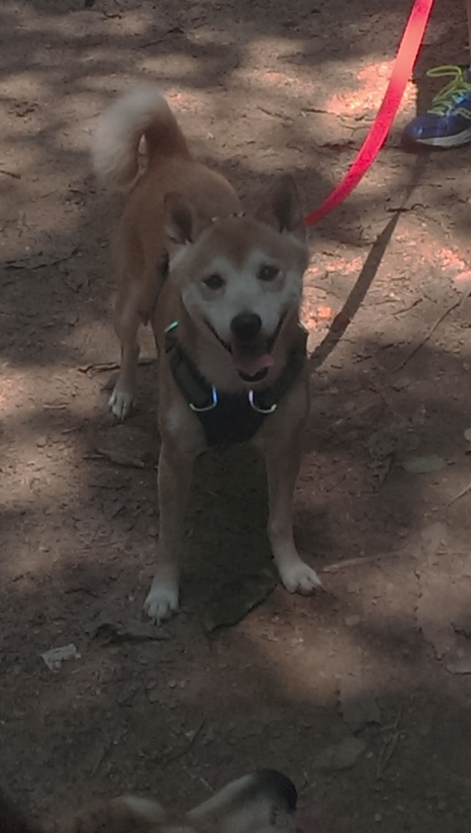 MILANSPORT入口-詹姆斯再刷高分率队晋级，詹姆斯即将突破35000分