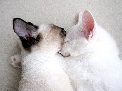 MILANSPORT下载-足球世界杯预选赛进展汇总，足球世界杯预选赛免费直播