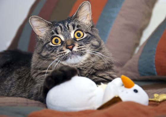 五大联赛替补换人操作影响比赛节奏变化，五大联赛换人规则